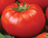 Goliath Old-Fashioned Hybrid Tomato Seeds