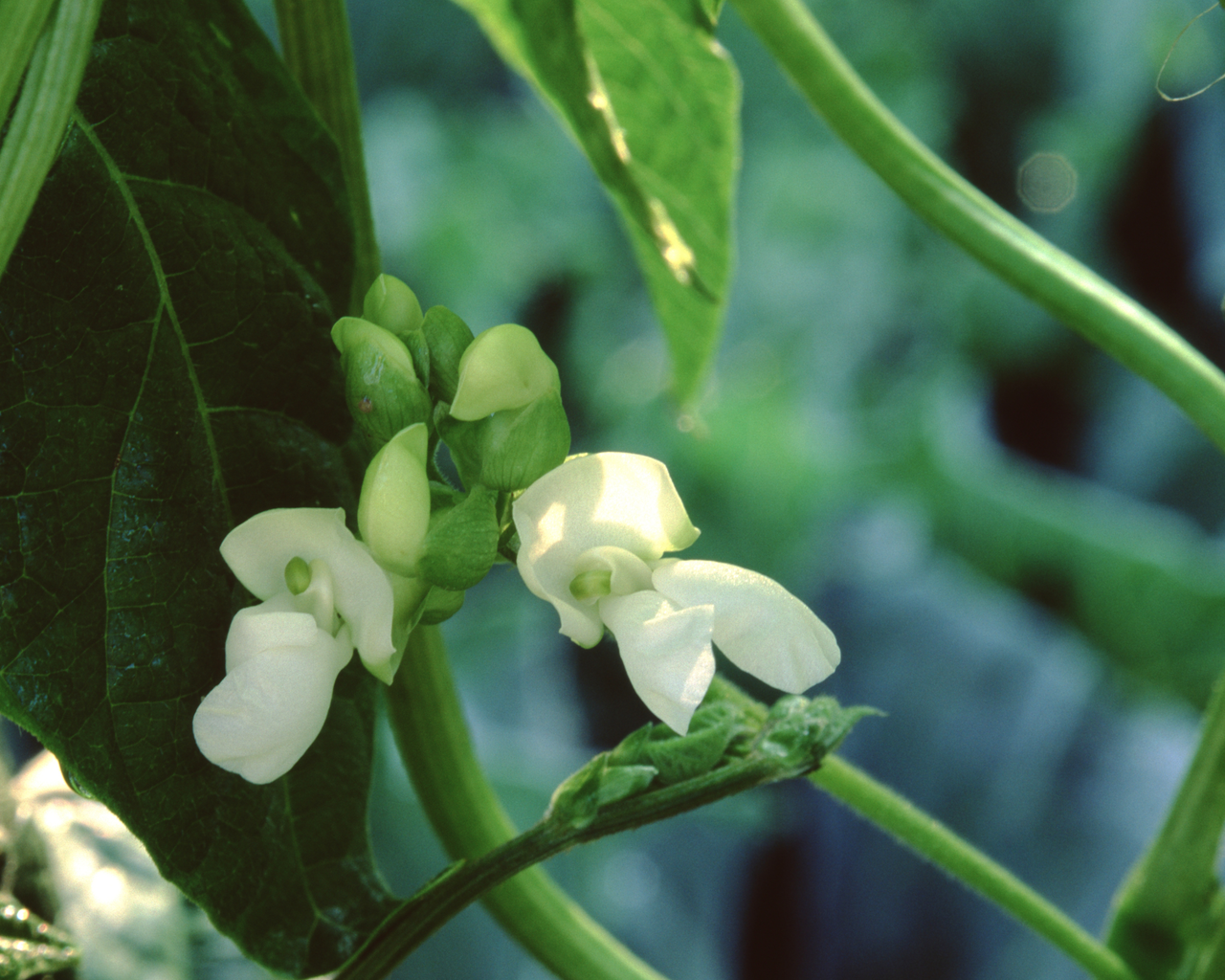 Kentucky Wonder Bean Seeds