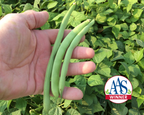 Green Crop Bean Seeds