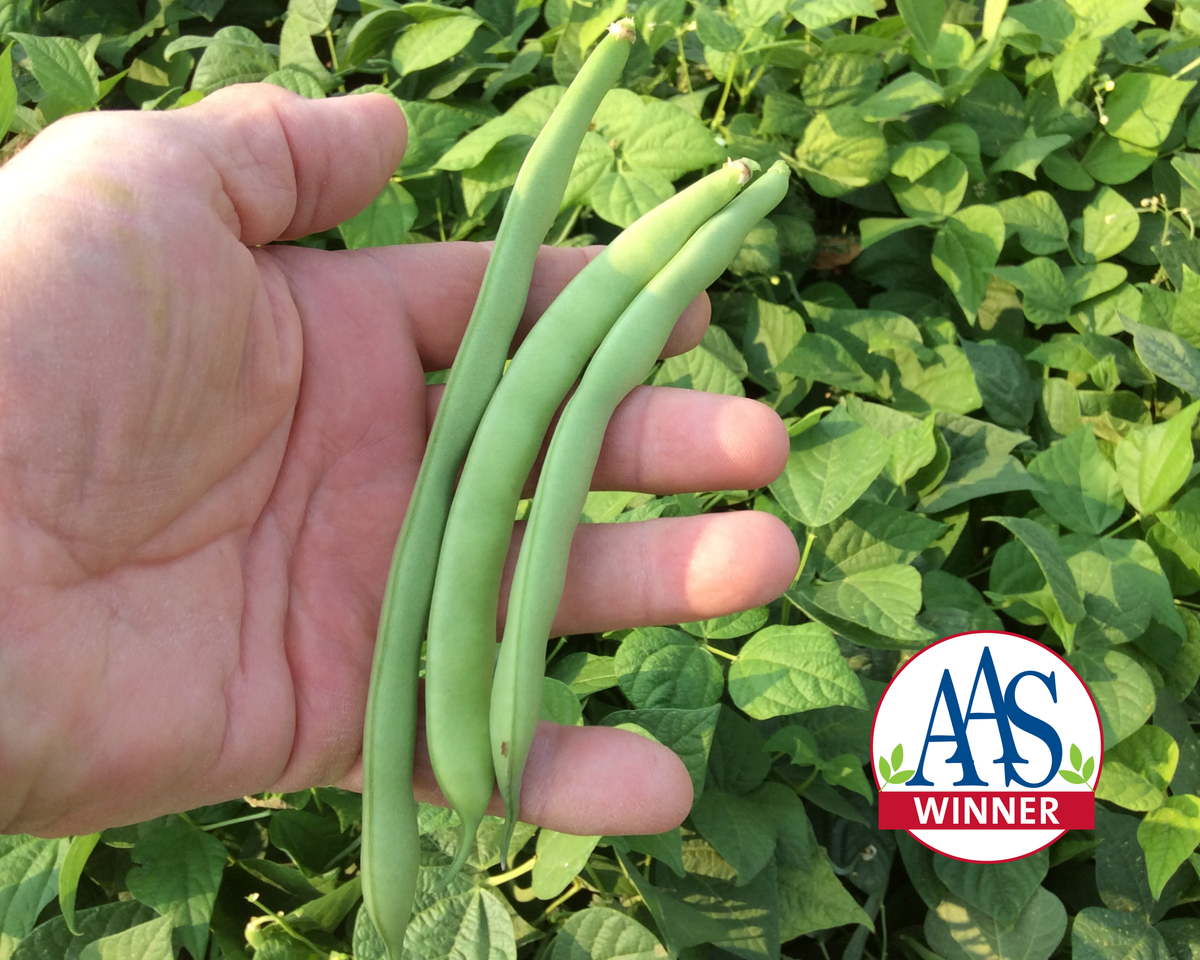 Green Crop Bean Seeds