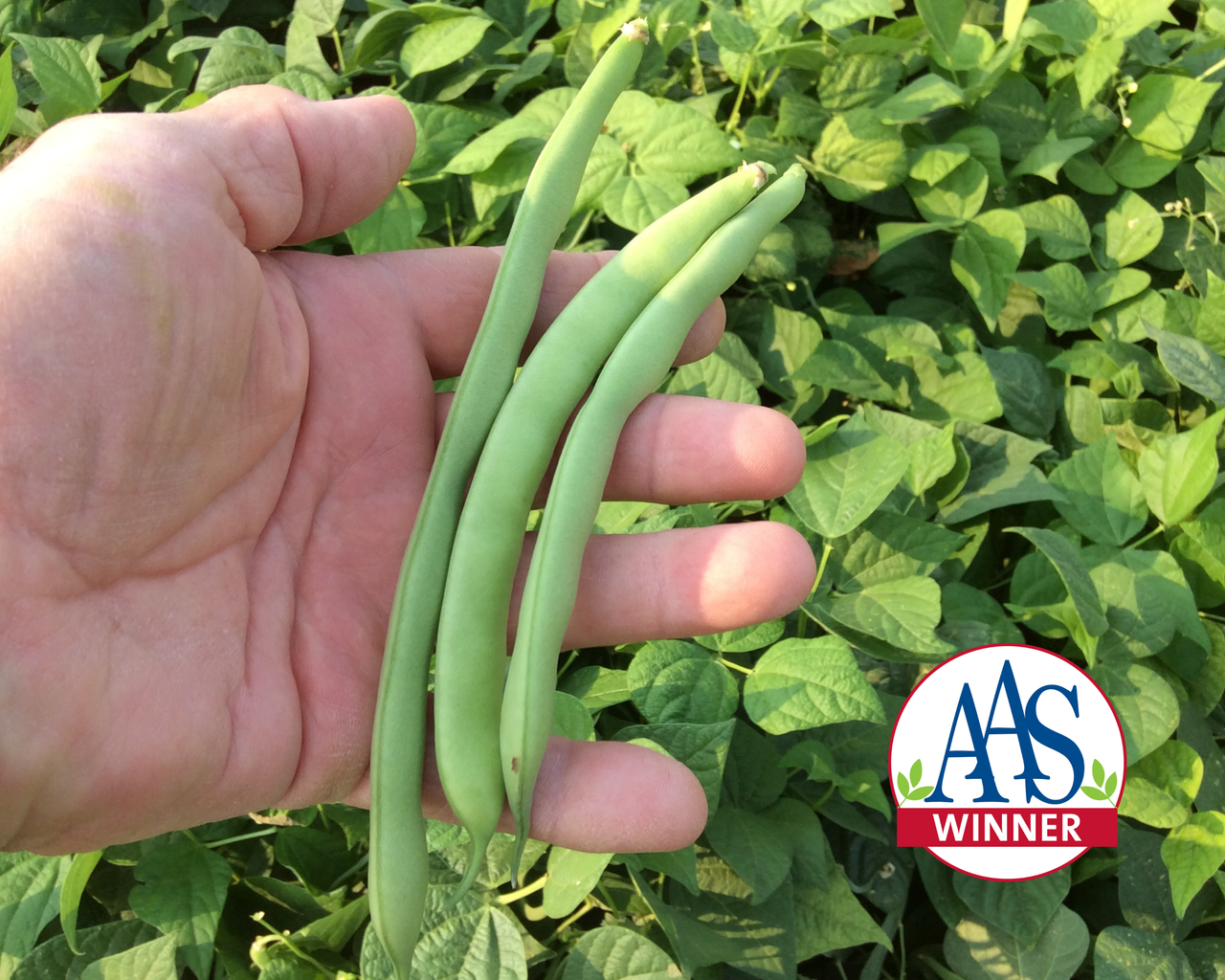 Green Crop Bean Seeds