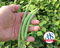Green Crop Bean Seeds