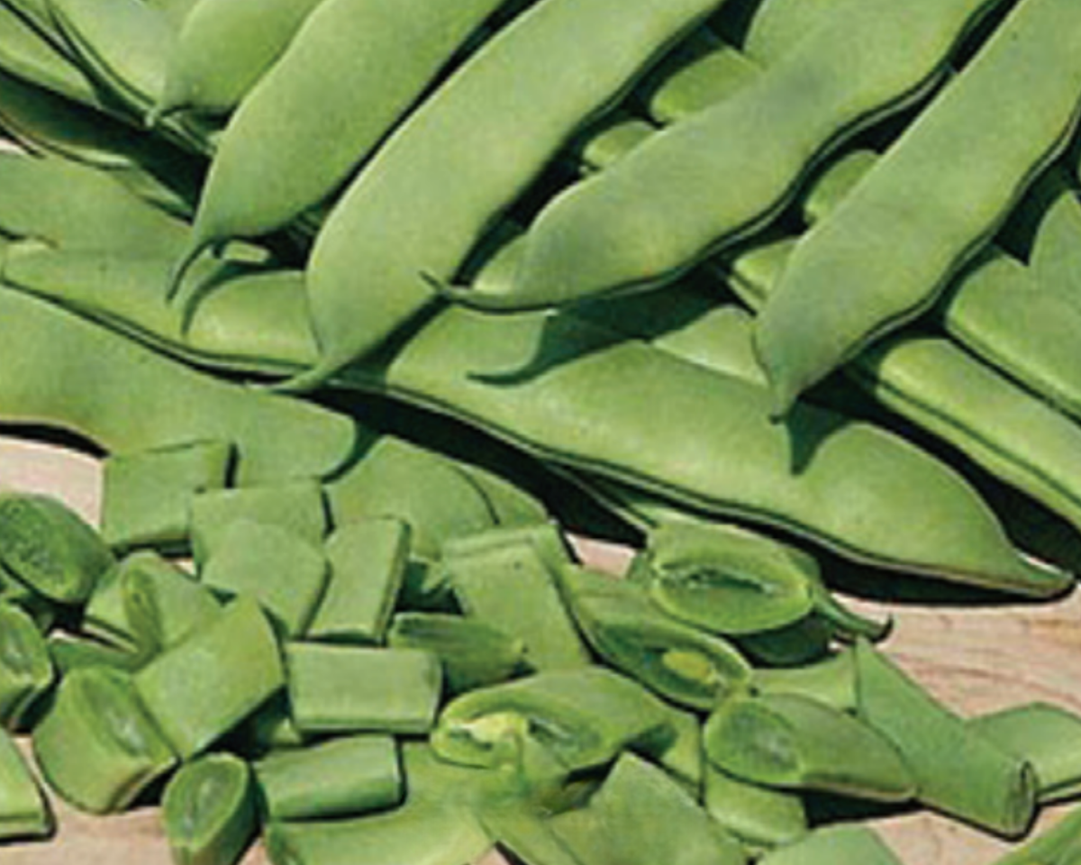 Roma II Bean Seeds