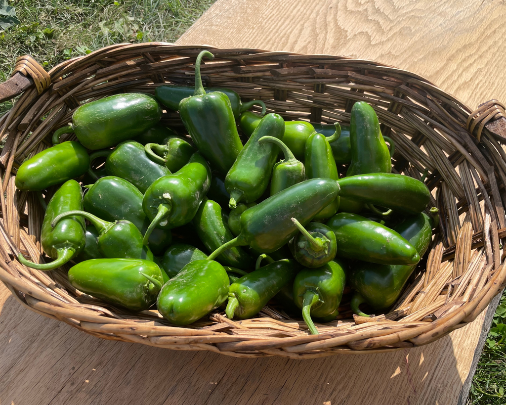 San Joaquin Hybrid Pepper Seeds