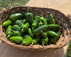 San Joaquin Hybrid Pepper Seeds