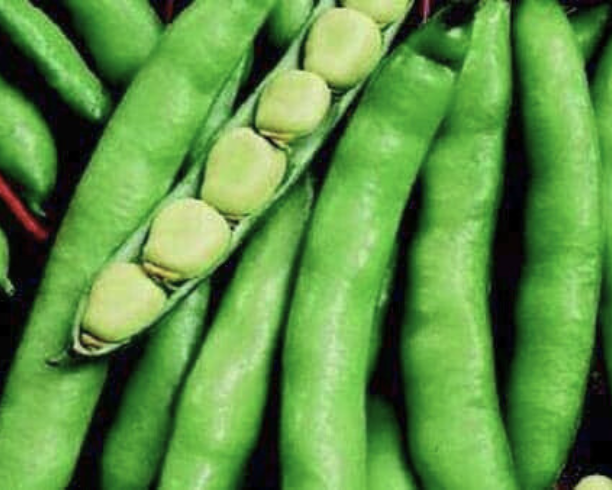 Windsor Bean