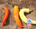 Sweet Sunset Hybrid Pepper Seeds