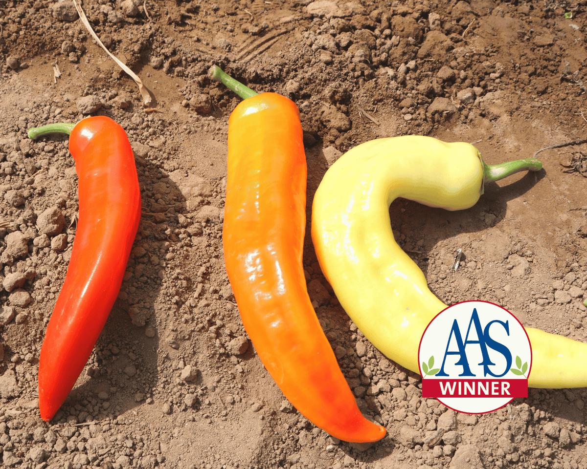 Sweet Sunset Hybrid Pepper Seeds