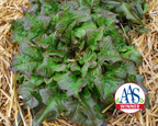 Bronze Beauty Heirloom Leaf Lettuce Seeds