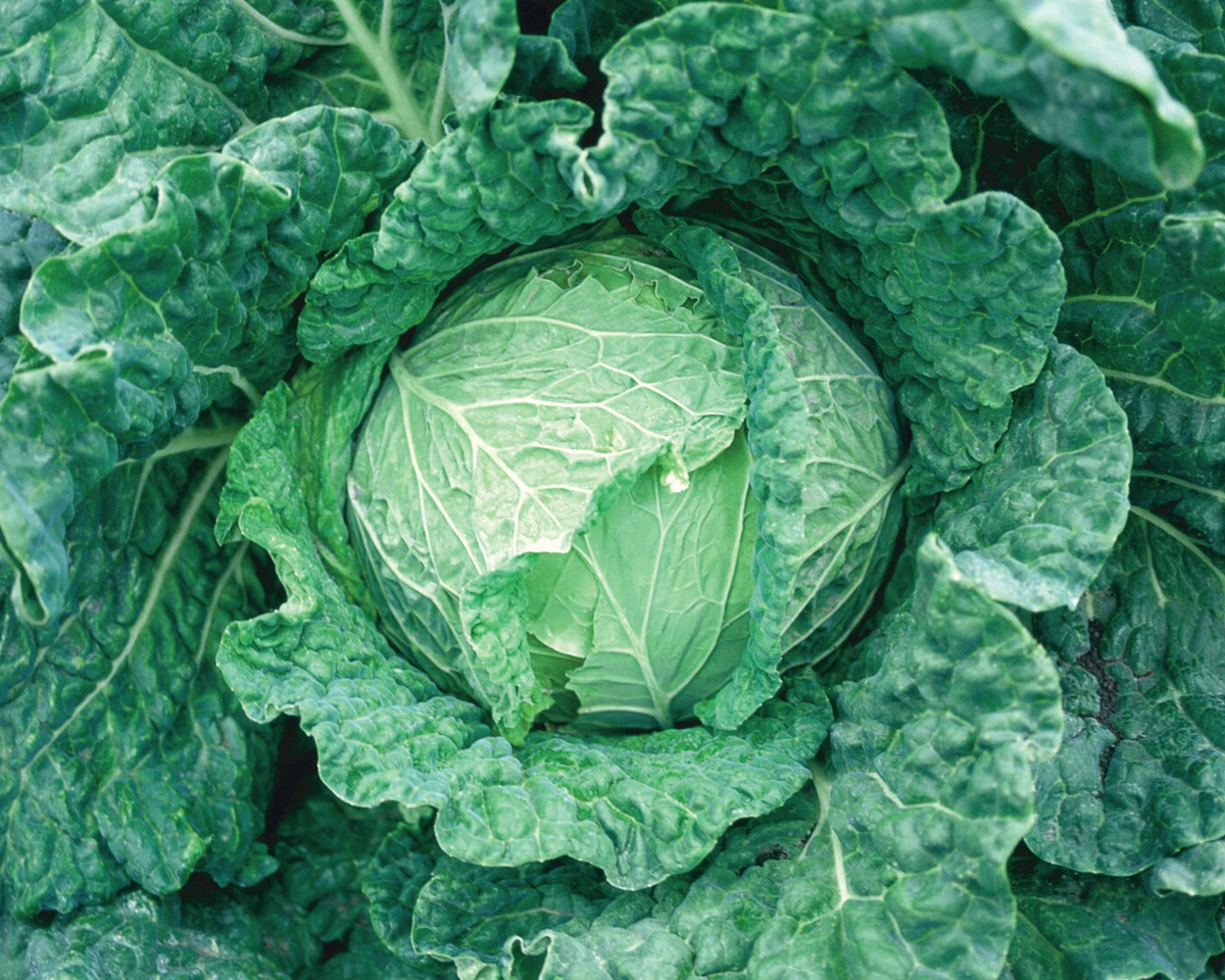 Savoy King Hybrid Savoy Cabbage Seeds