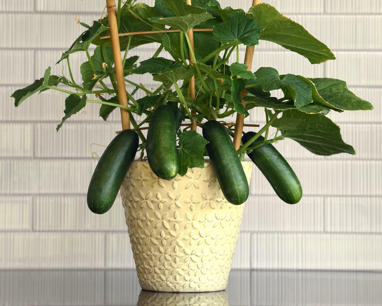 Quick Snack Hybrid Cucumber Seeds | Kitchen Minis