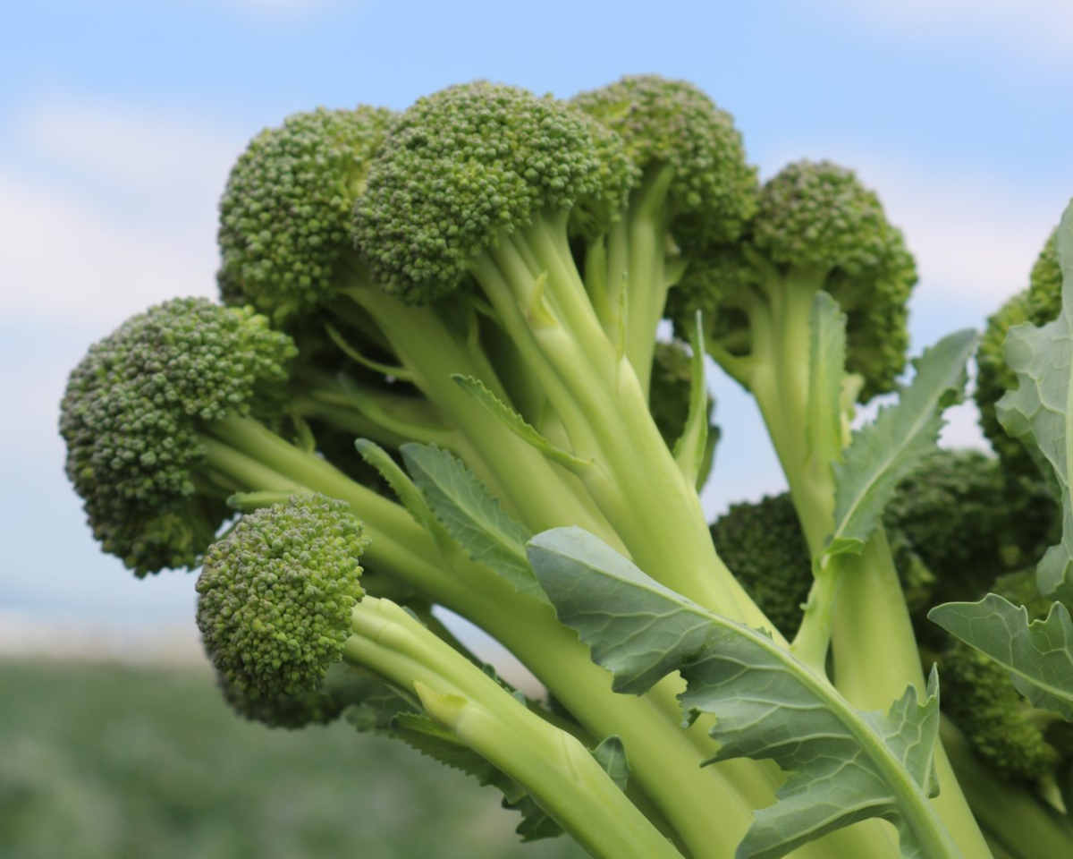 Skytree Hybrid Broccoli Seeds
