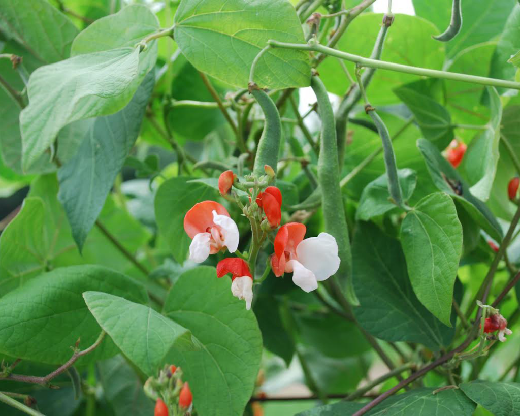 Painted Lady Runner Bean