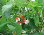 Painted Lady Runner Bean