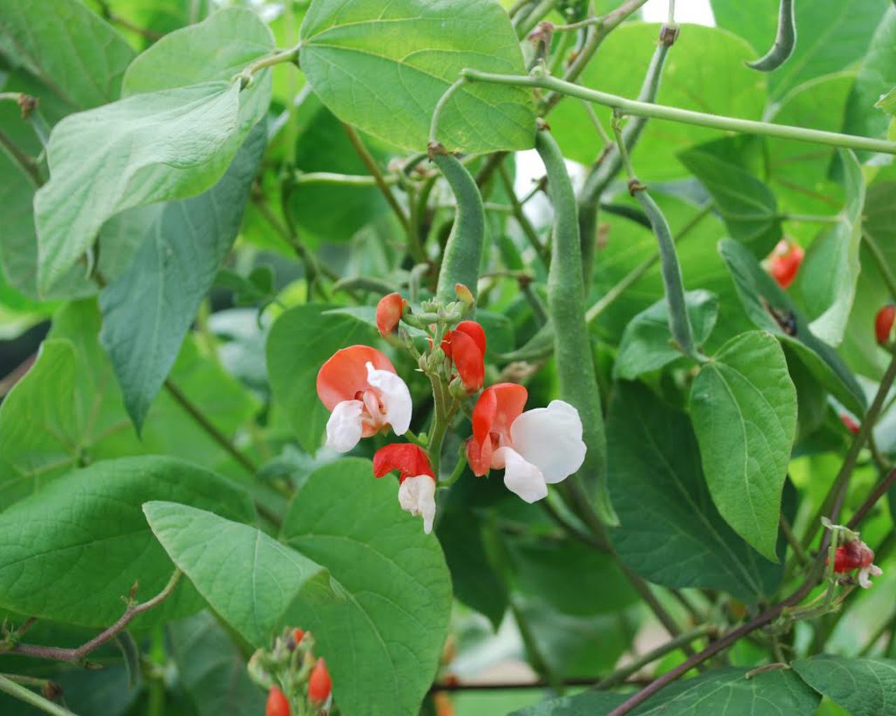 Painted Lady Runner Bean