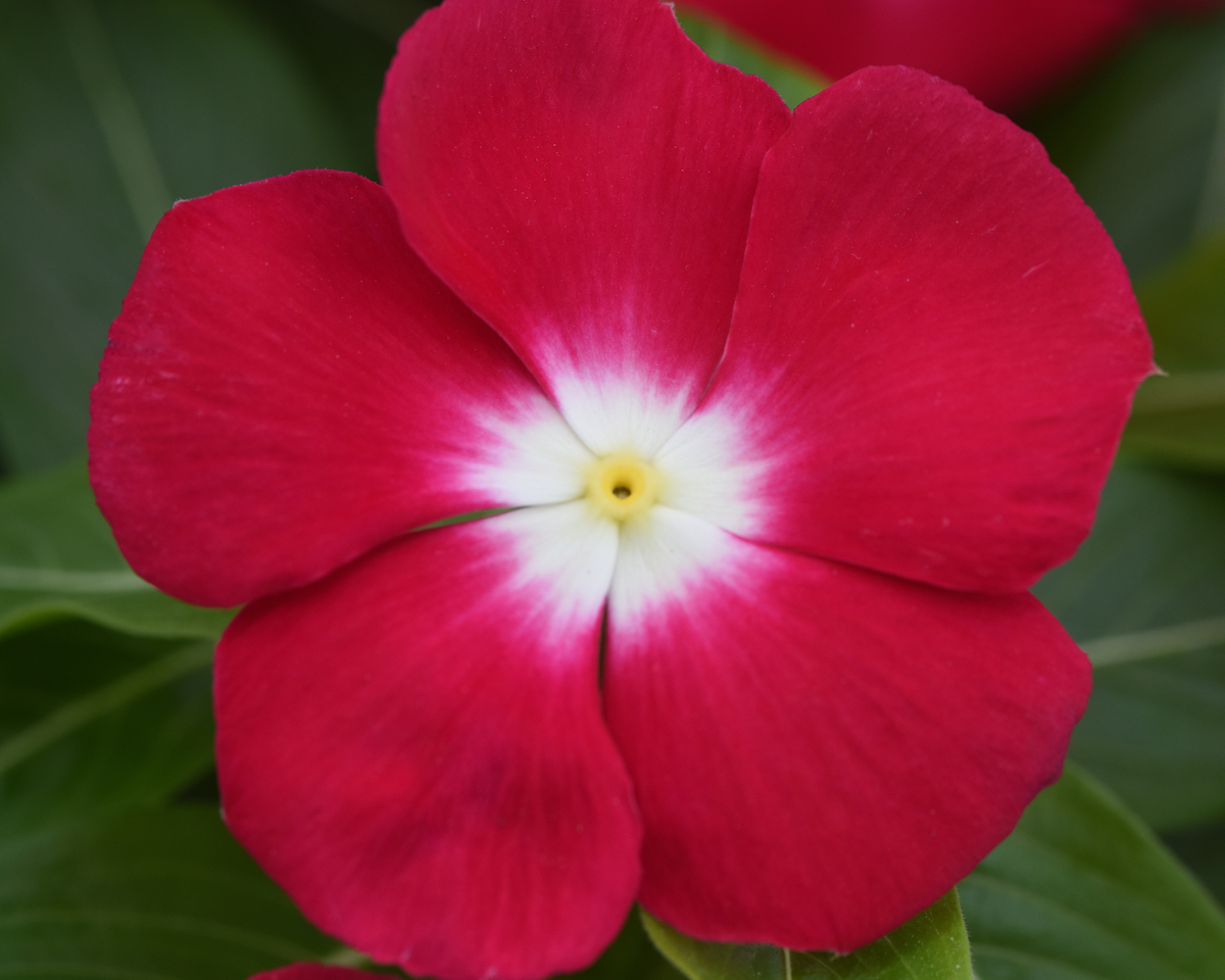 Vinca Pacifica XP Red Halo Seeds
