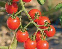 Jasper Hybrid Tomato Seeds