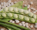 Lazy Housewife Bean Seeds