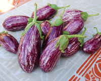 Listada de Gandia Eggplant Seeds