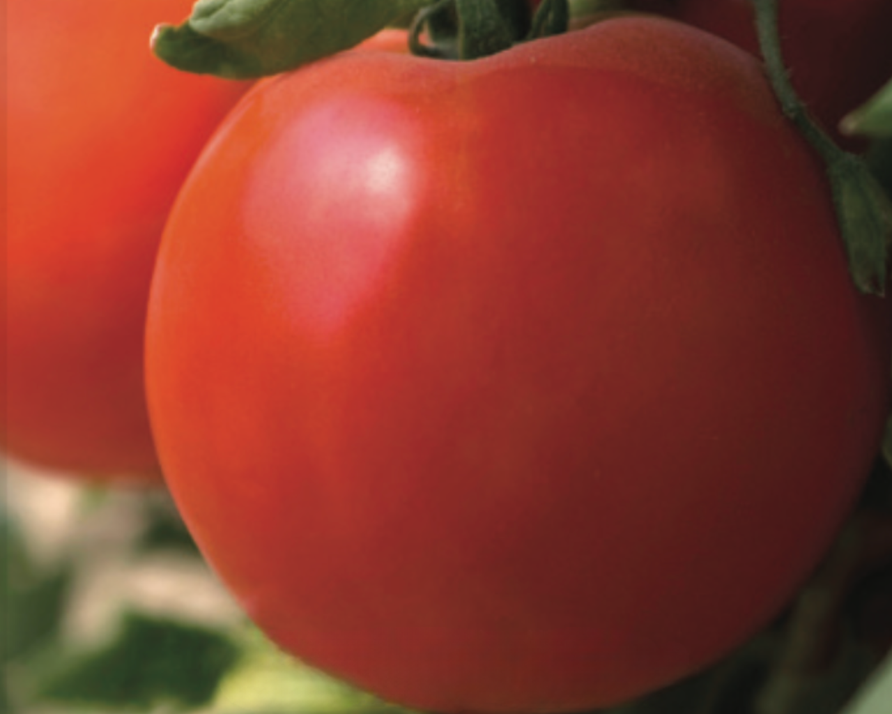 Warrior 5443 Hybrid Tomato Seeds