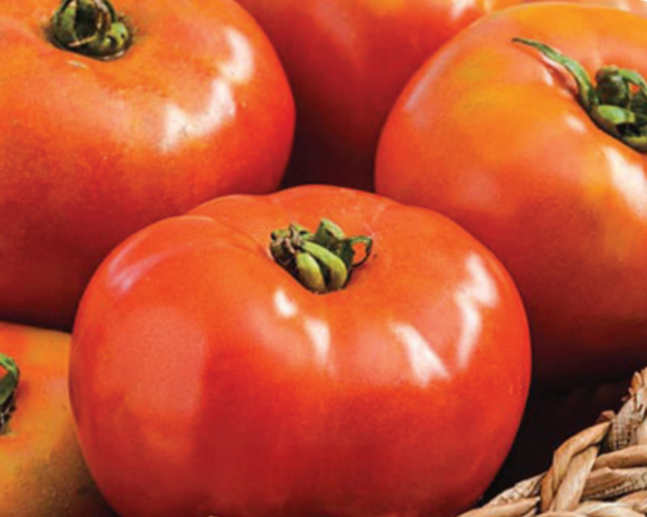 Defiant Hybrid Tomato Seeds