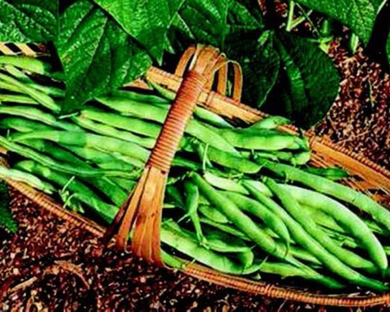 Bush Kentucky Wonder 125 Bean Seeds