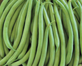 Strike Bean Seeds