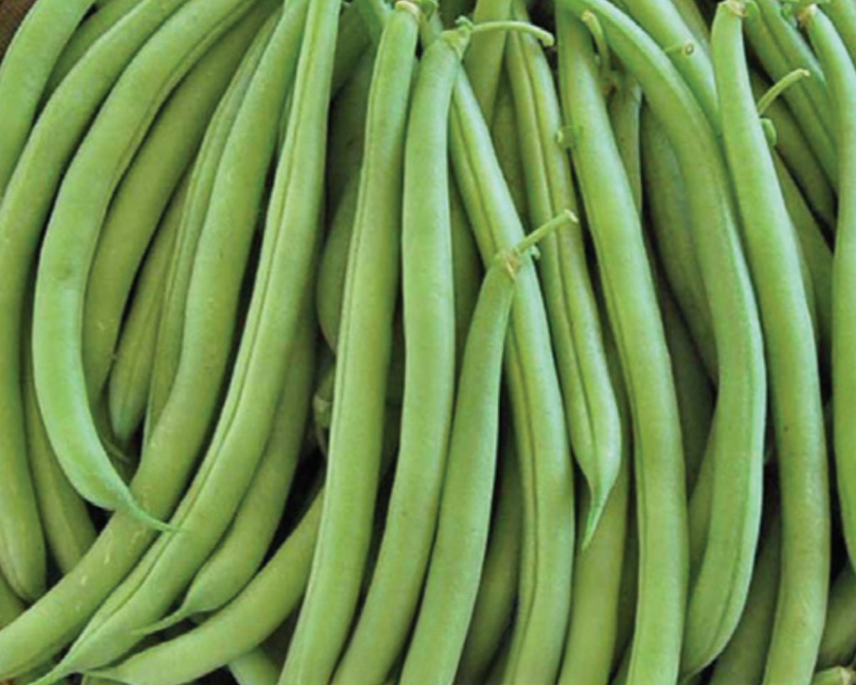 Strike Bean Seeds