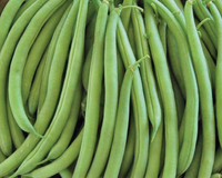 Strike Bean Seeds