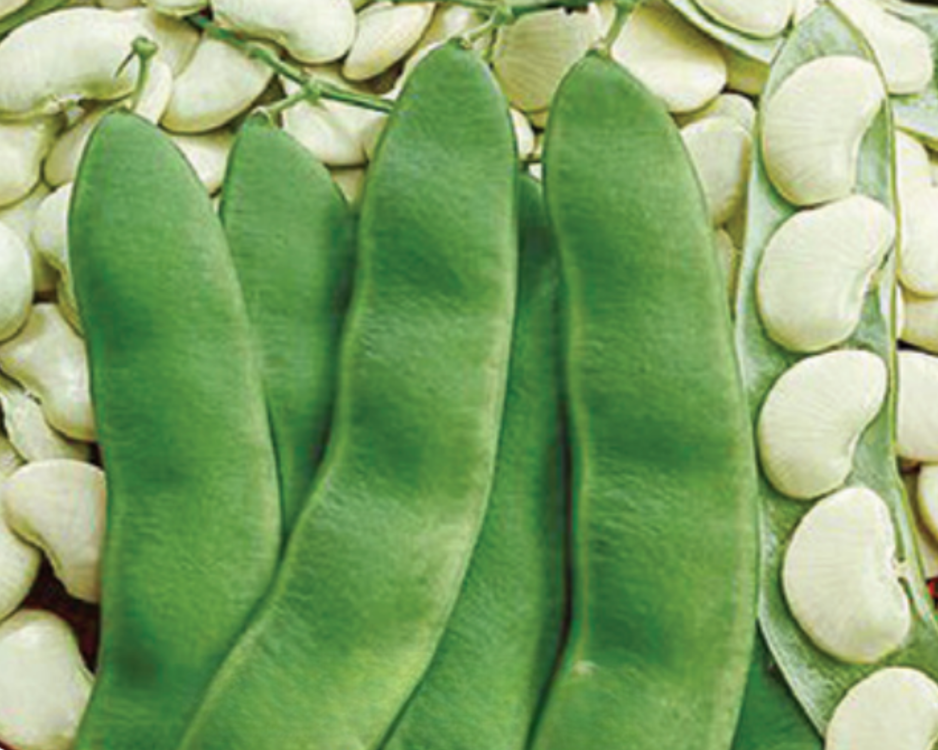 Henderson's Bean Seeds