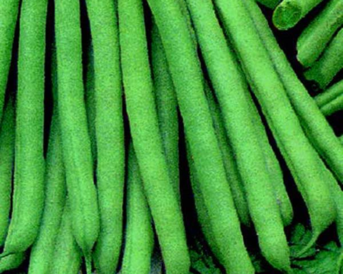 Slenderette Bean