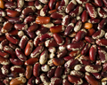 Jacob's Cattle Bean