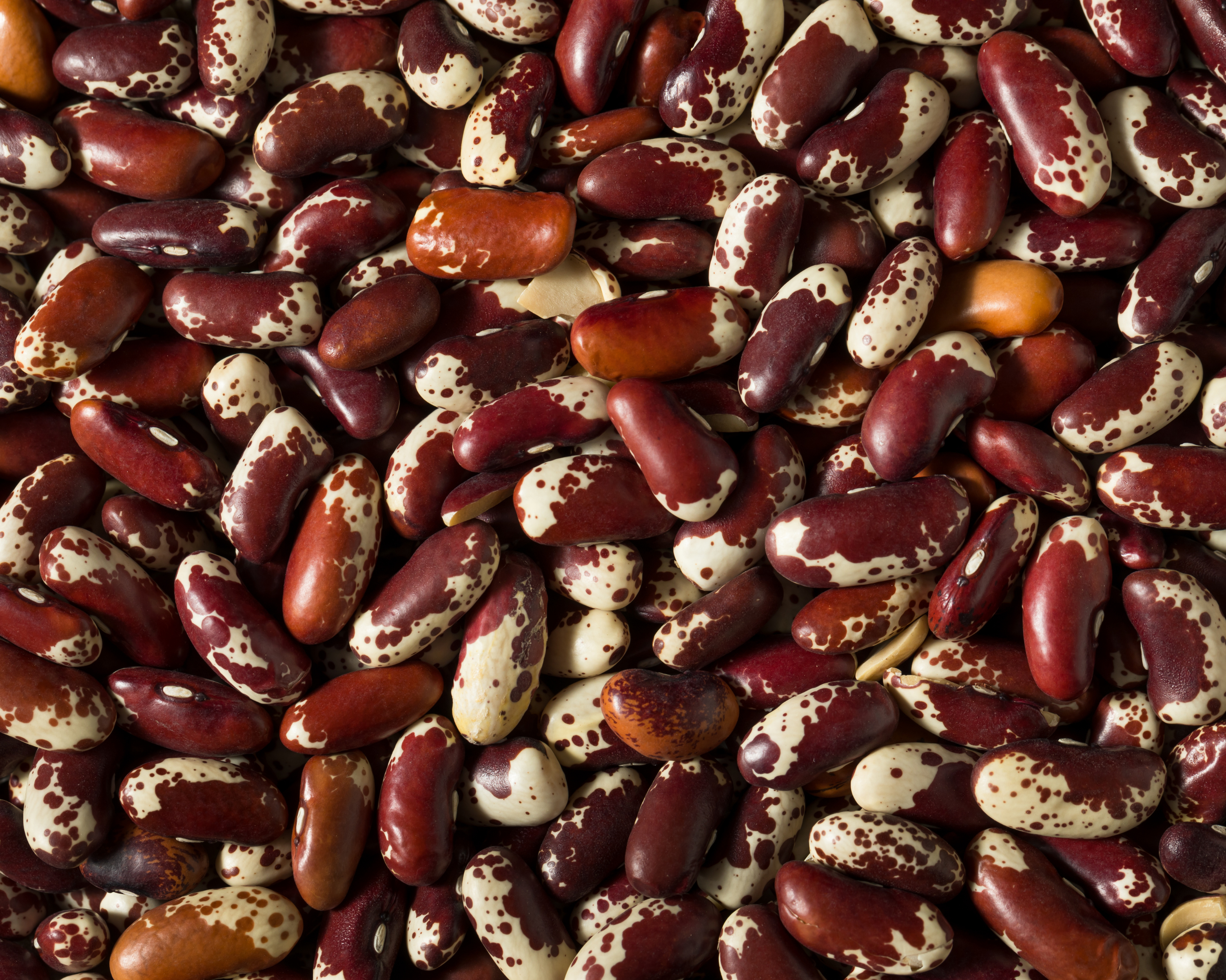Jacob's Cattle Bean
