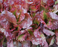 Outredgeous Lettuce Seeds