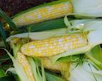 Ambrosia (bicolor se+) Hybrid Sweet Corn Seeds