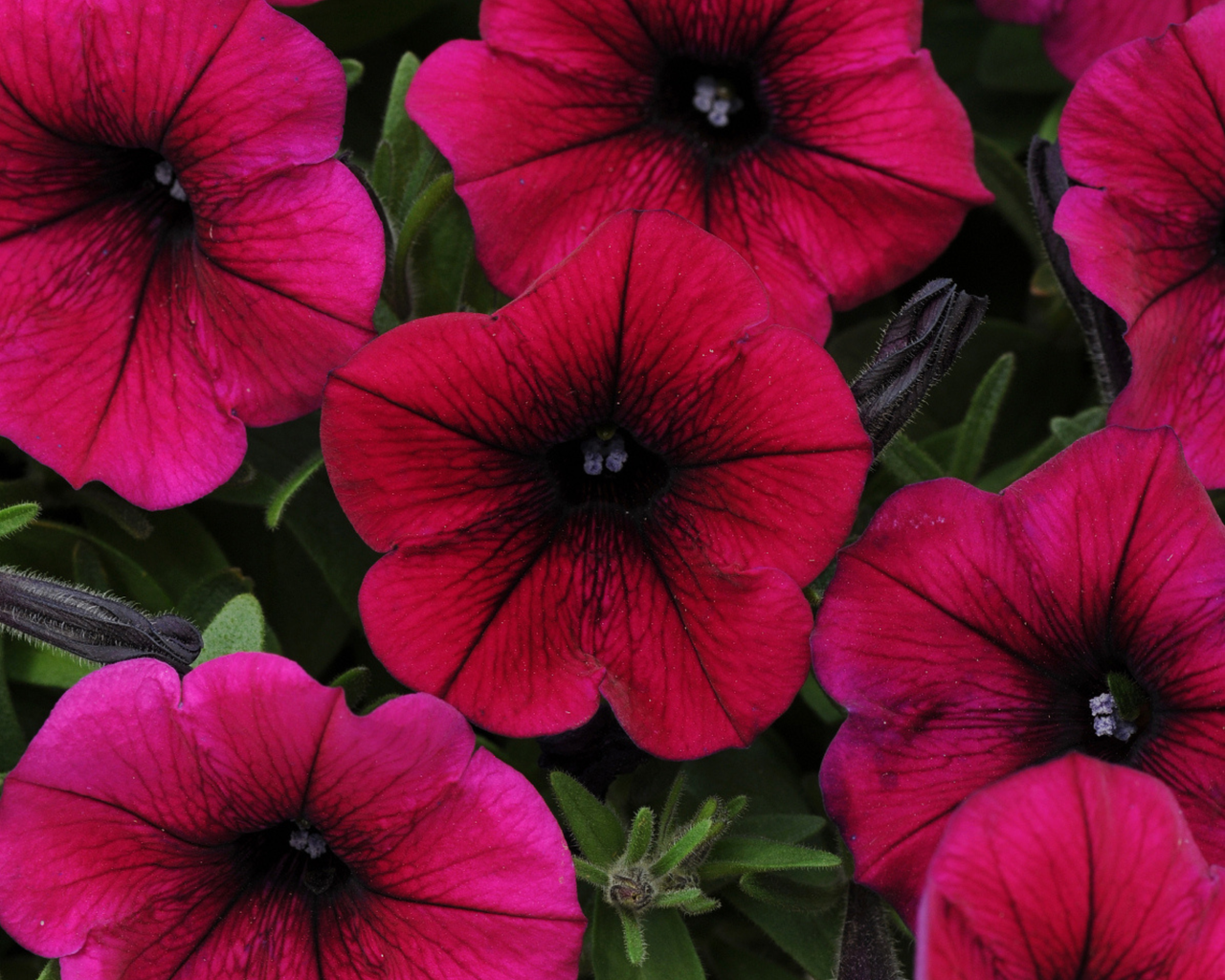 Shock Wave® Deep Purple Spreading Petunia Seeds