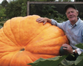 Dill's™ Atlantic Giant PVP Pumpkin Seeds