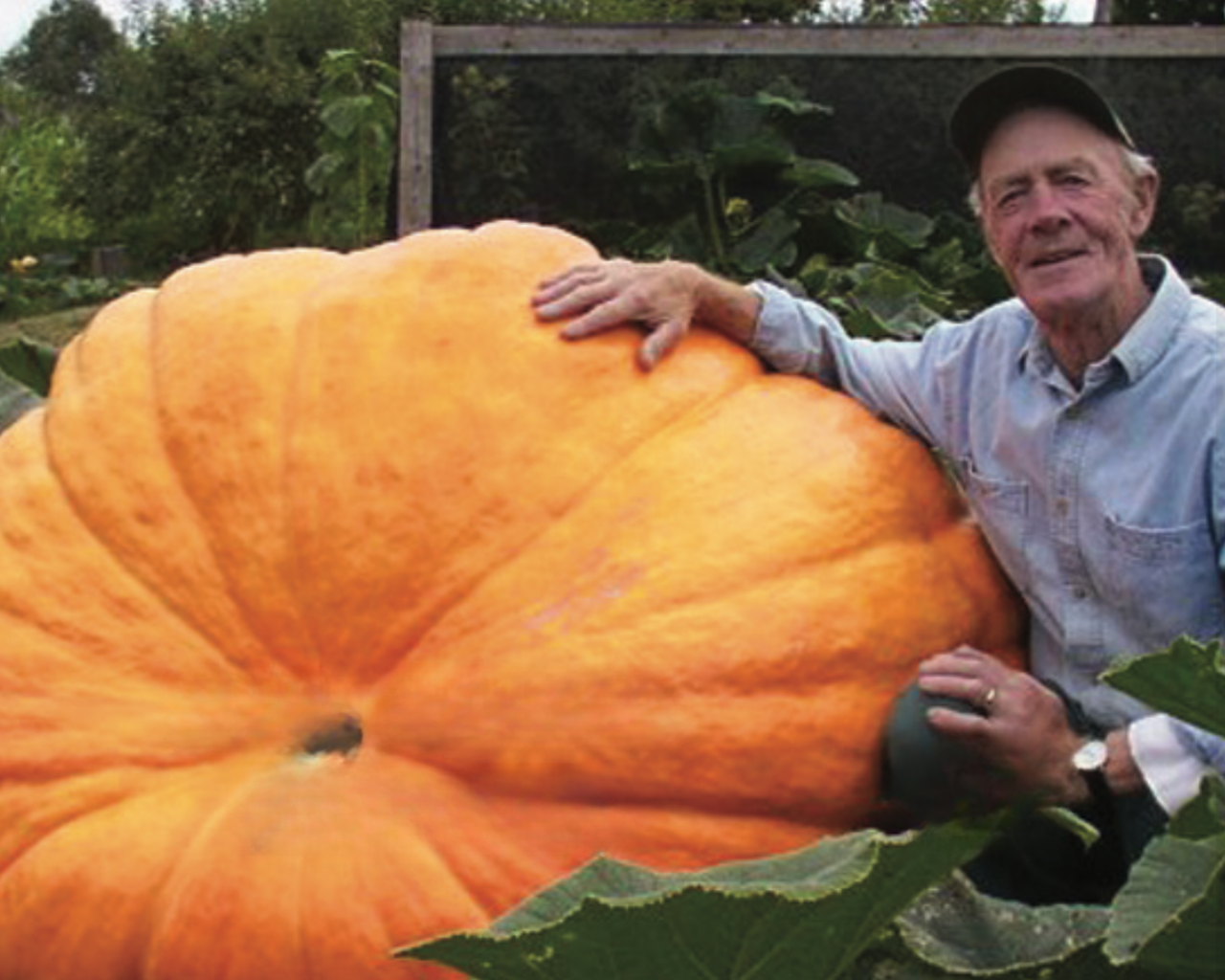 Dill's™ Atlantic Giant PVP Pumpkin Seeds