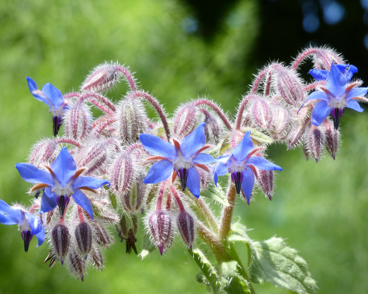 Borage Seeds
