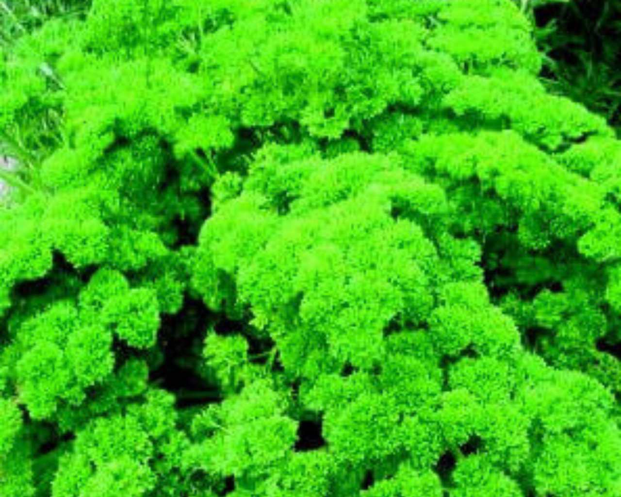 Parsley Seeds, Moss Curled