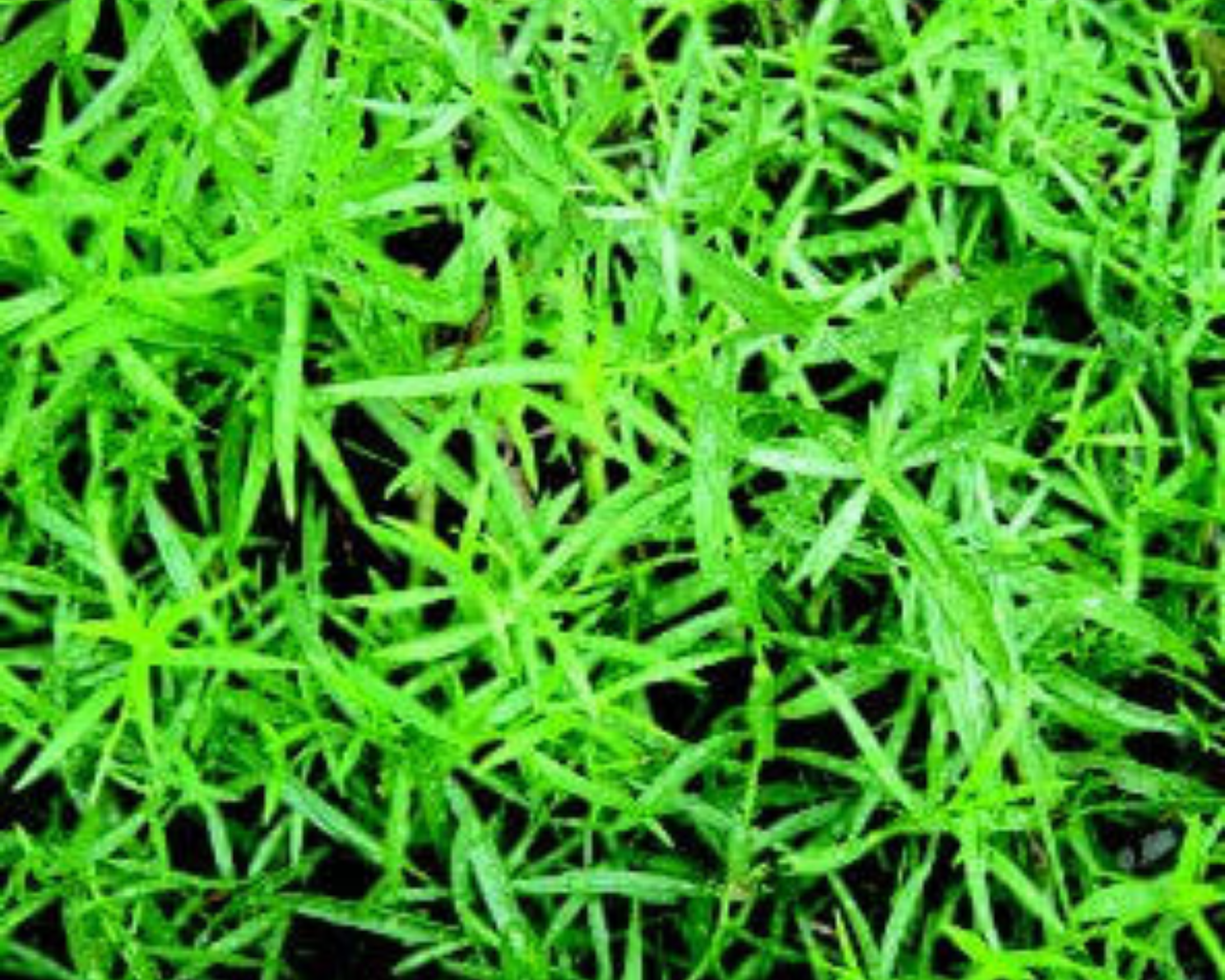 Tarragon Seeds, Russian