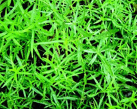 Tarragon Seeds, Russian