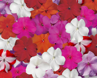 Accent Premium Formula Mix Impatiens Seeds