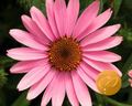 Prairie Splendor Deep Rose Echinacea Seeds