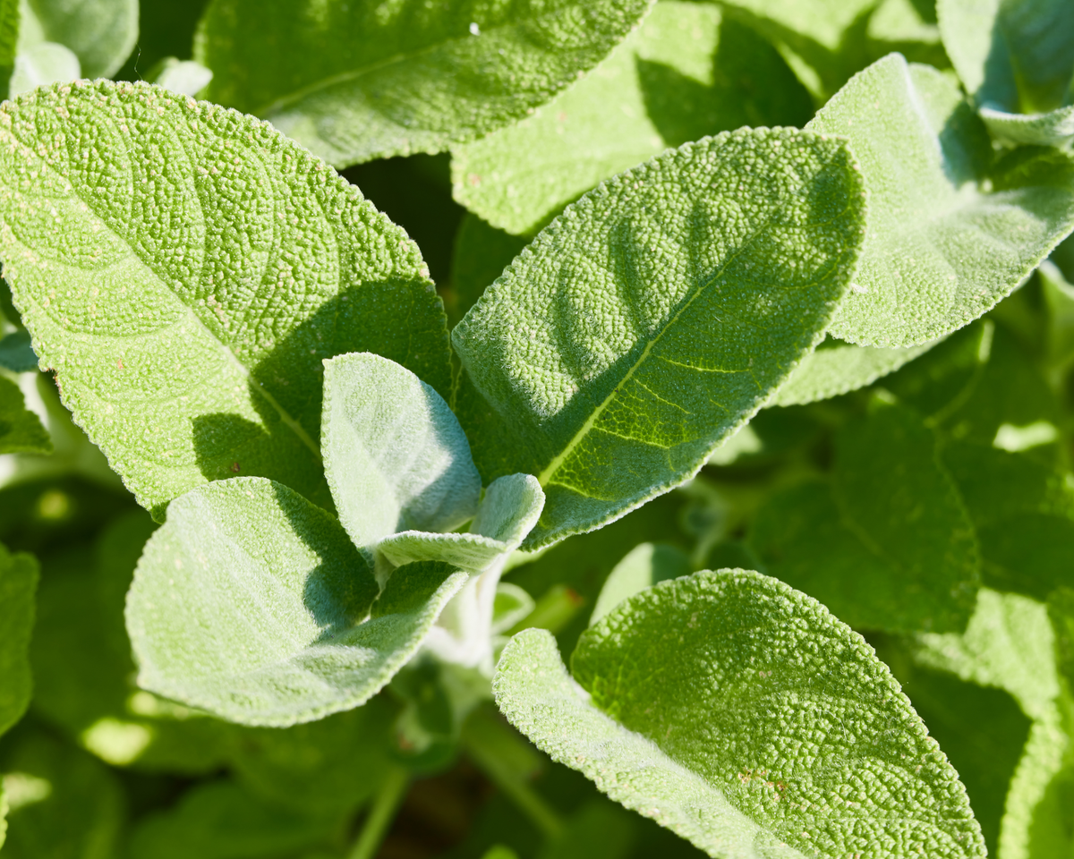 Sage Seeds