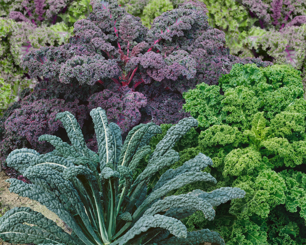 Garden Blend Kale