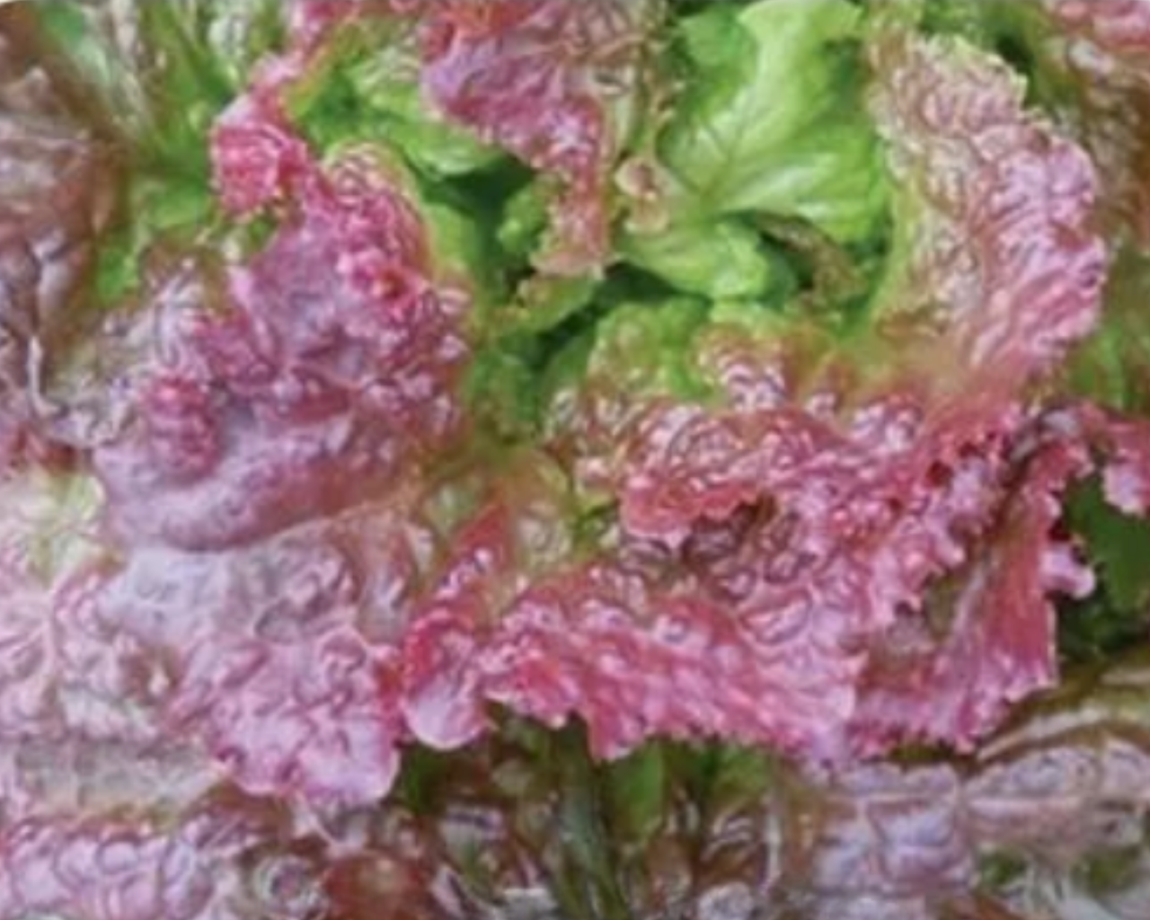 New Red Fire Lettuce Seeds
