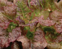 Red Sails Lettuce Seeds