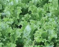 Green Ice Lettuce Seeds