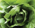 Parris Island Lettuce Seeds